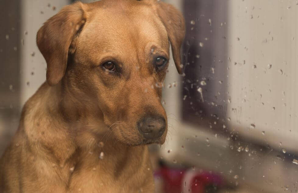 Perro con mirada triste