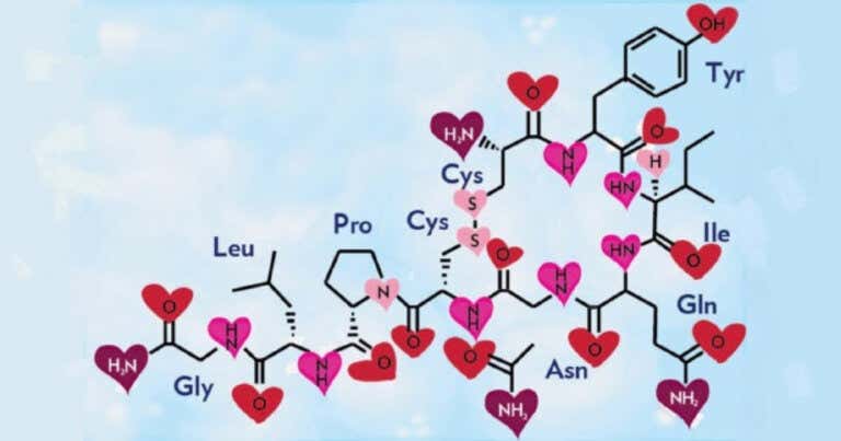 Oxitocina, la hormona del amor y la felicidad