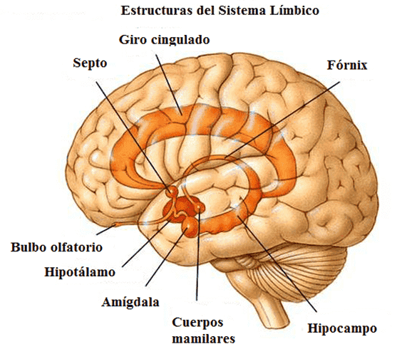 Cerebro con las estructuras del sistema límbico