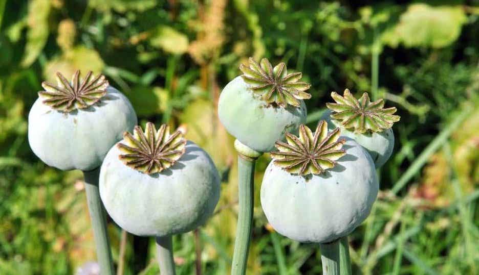 Planta de opio