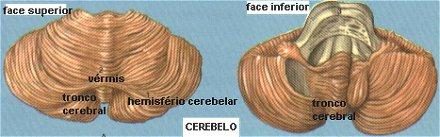Parties du cervelet