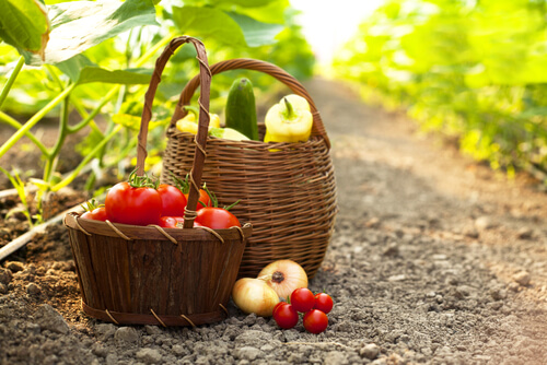 Alimentos del huerto