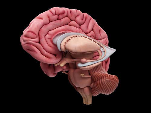 Cerebro anatómico