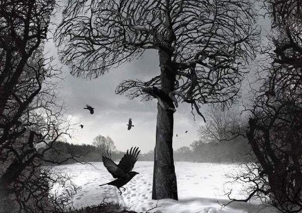 Corbeaux dans un arbre