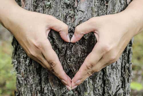 Manos haciendo forma de un corazón sobre un árbol