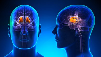 El tálamo: sus características y funciones