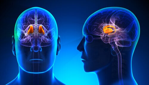 Resultado de imagen de El cerebro y sus sinopsis
