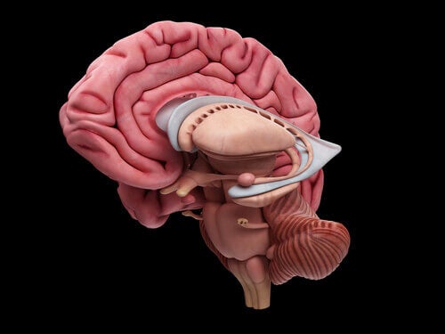 Hjerne med thalamus