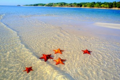Download Me muestran una imagen de una estrella de mar Free HD