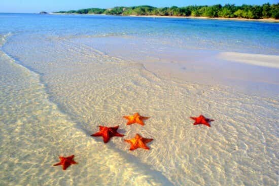 estrellas de mar en la orilla