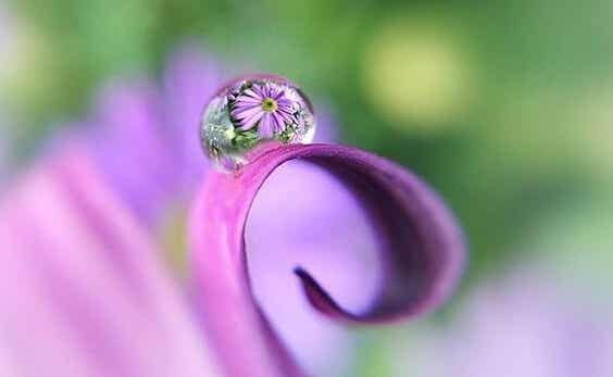 gota de rocío sobre una flor