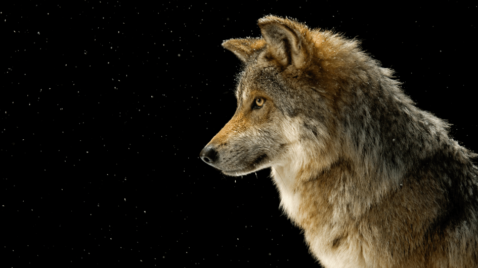 lobo macho alfa