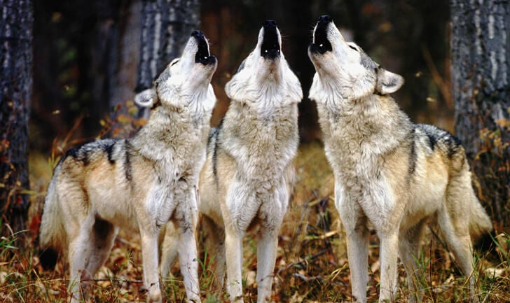 lobos aullando