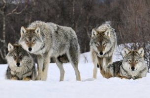 manada de lobos
