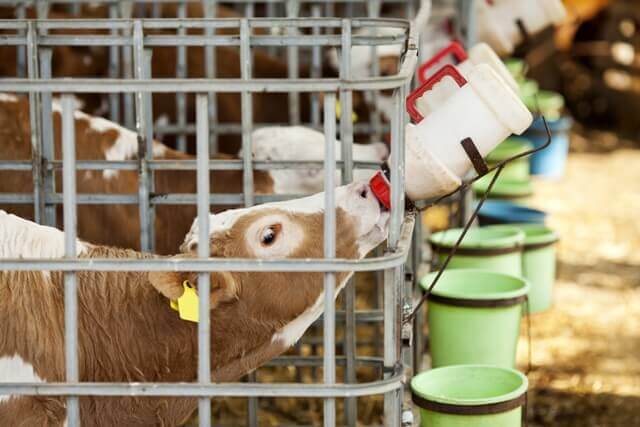 Vaca bebiendo leche de un biberón