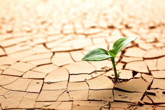 Planta en medio del desierto diciendo no te rindas