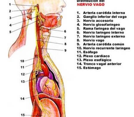 distribución del nervio vago
