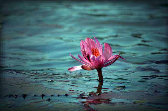 Flor de loto