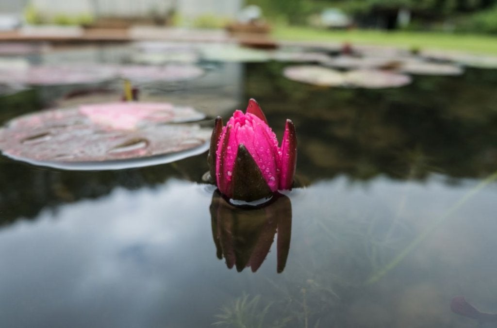 pink flower in pond