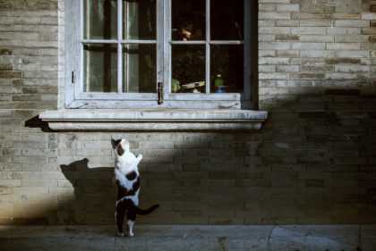 ¡Que la curiosidad haga vivir al gato!