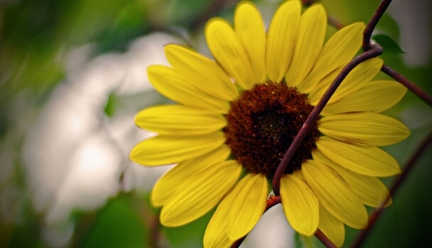 girasol en una valla