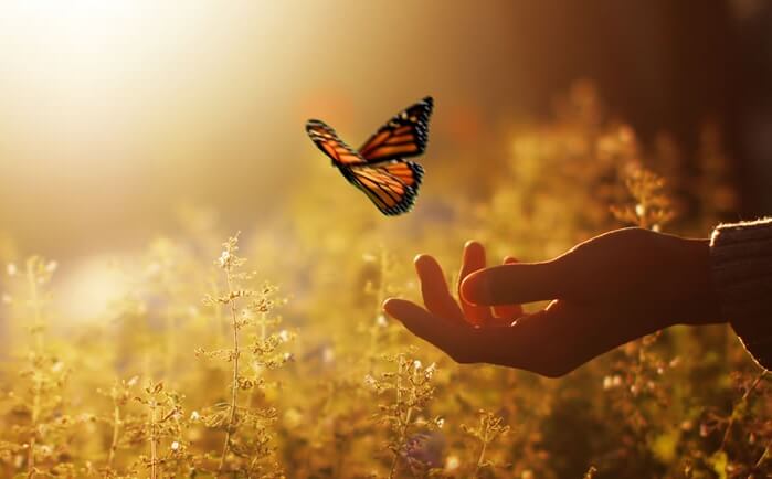 mariposa sobre una mano