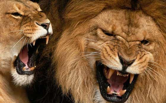 pareja de leones rugiendo con grito