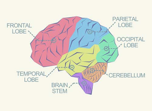 Cerebro con los lóbulos cerebrales señalados