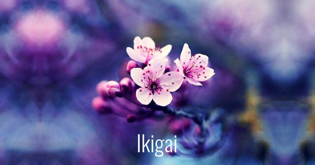 Flor de almendro representando el ikigai