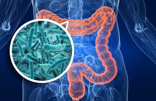 Flora intestinal que beneficia la producción del triptófano