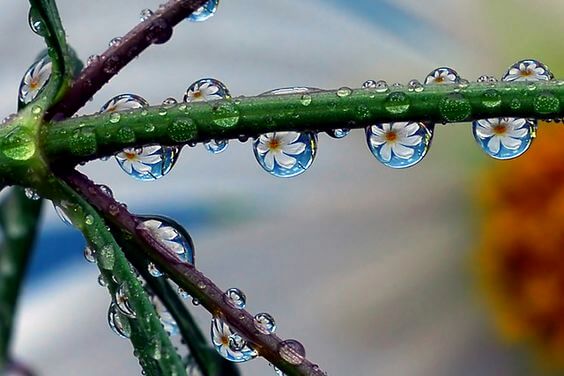 gotas de rocío