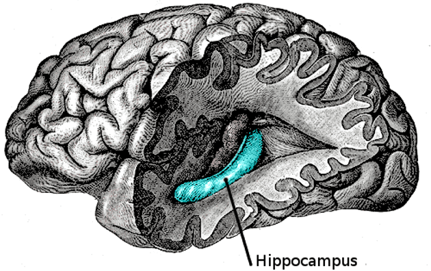 Hipocampo señalado en el cerebro