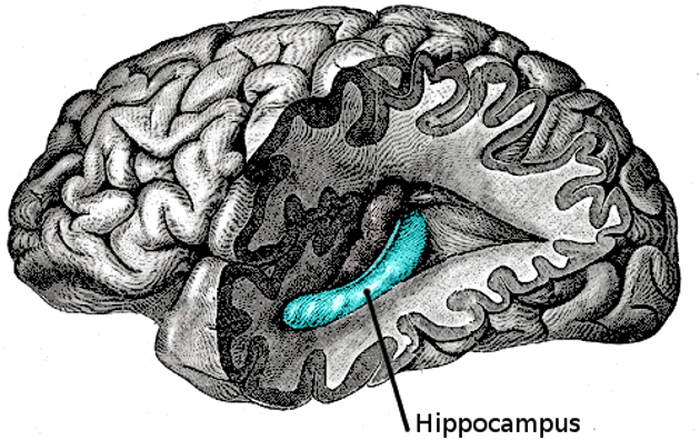 hippocampus