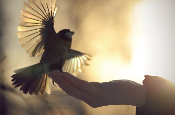 Mano sosteniendo un pájaro