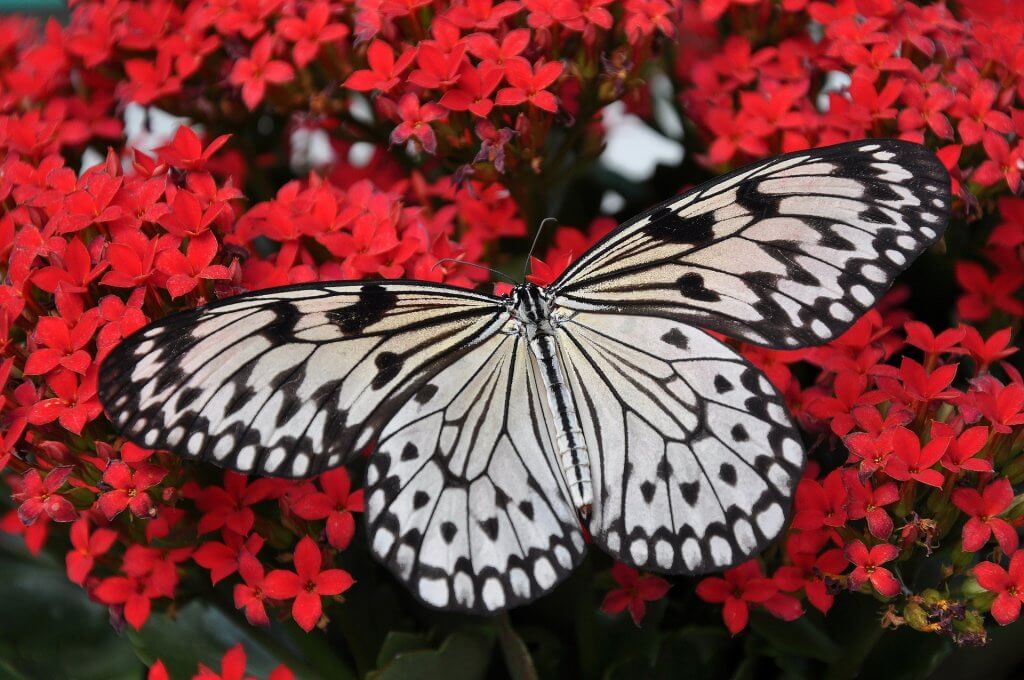 Mariposa con flores