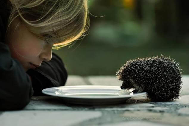 niño dando de comer a un erizo