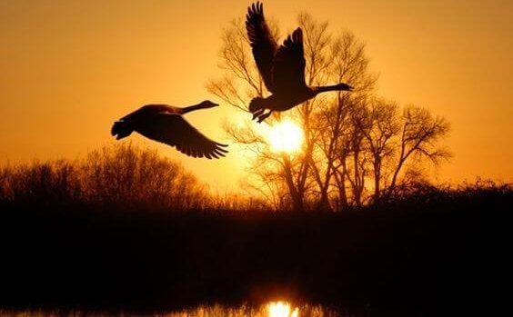 patos volando al amanecer