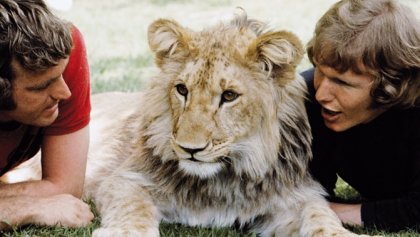 La enternecedora historia de Christian, el león