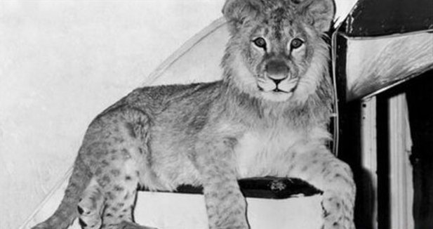 El león Christian