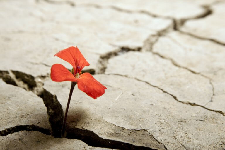Flor roja