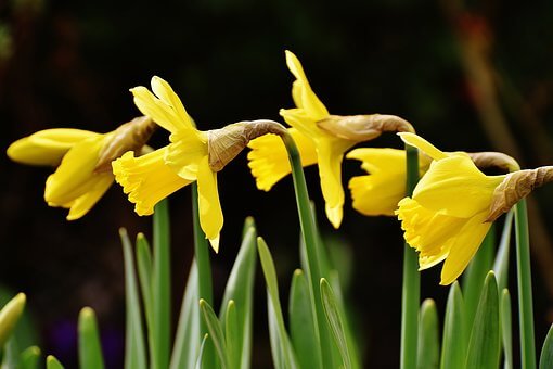 narcisos