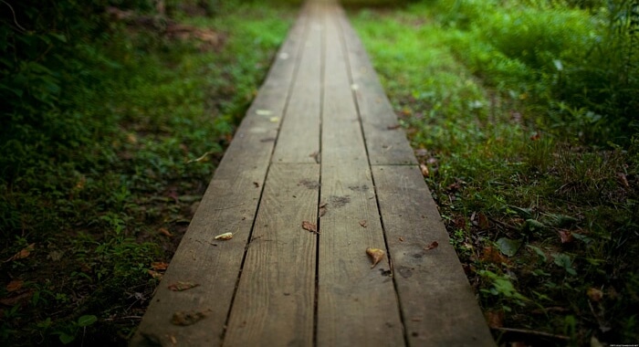 Camino hacia el bosque