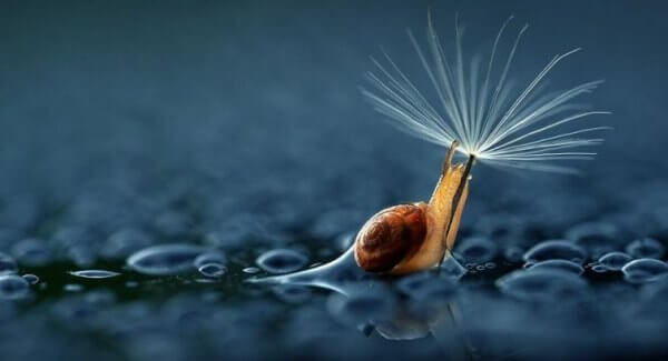 Caracol con diente de león