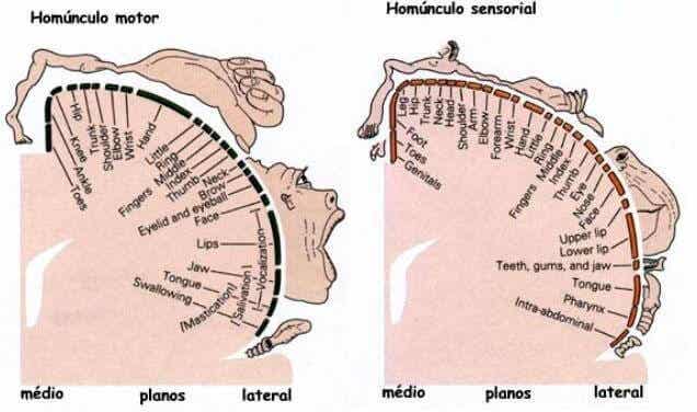 Estructura del homúnculo motor y del homúnculo sensorial