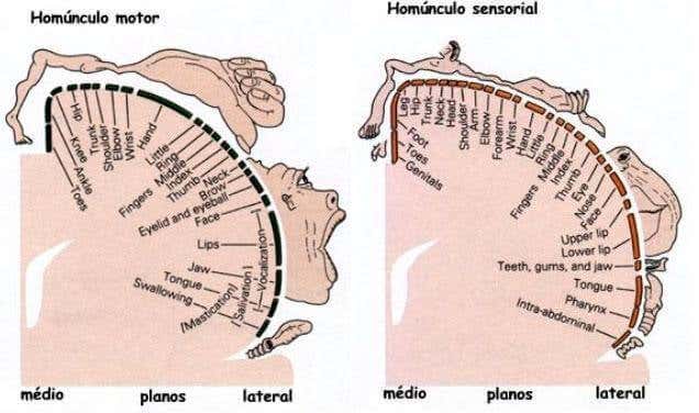 Estructura del homúnculo motor y del homúnculo sensorial