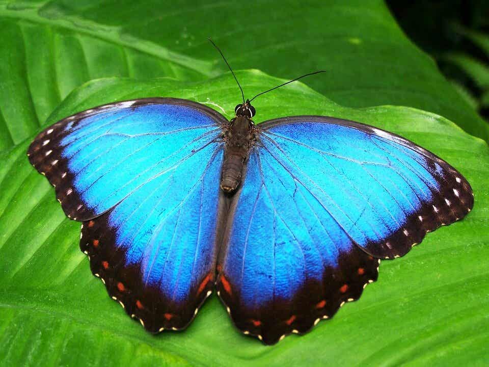Mariposa azul como símbolo del cuento de transformación