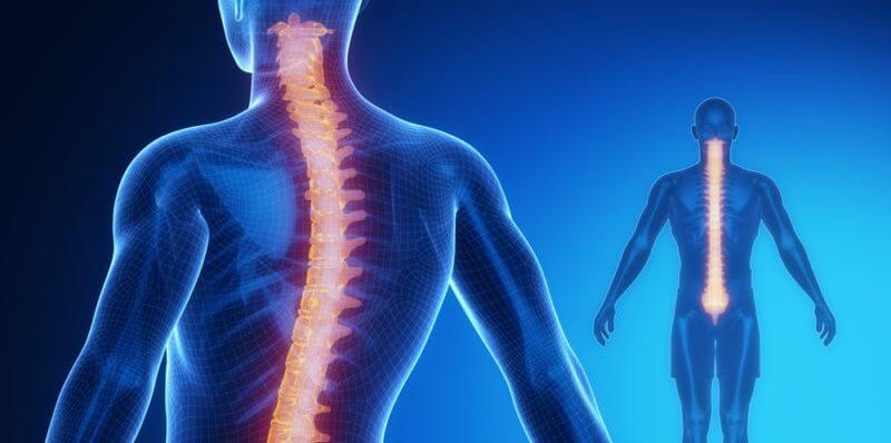Médula espinal: anatomía y fisiología