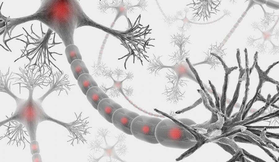 Axon y dendritas de una neurona
