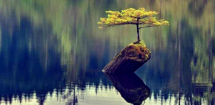 árbol creciendo en un lago representando la magia de la neurobiología de la resiliencia