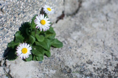 Flores en carretera